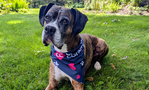 Dog wearing CCCU bandana